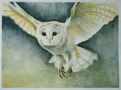 watercolor painting of barn owl