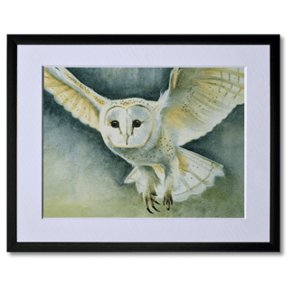watercolour painting of barn owl