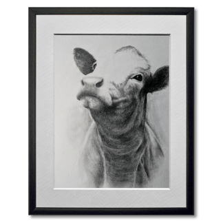 graphite drawing of cow