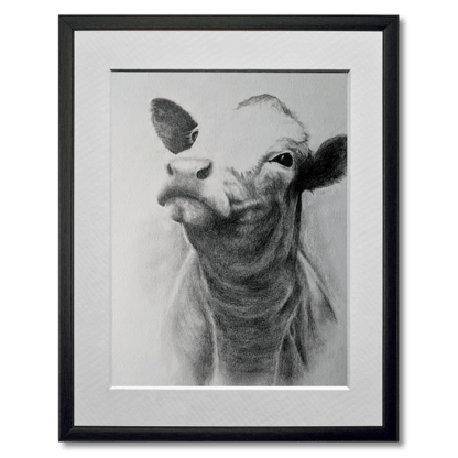 graphite drawing of cow