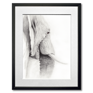 graphite drawing of african elephant