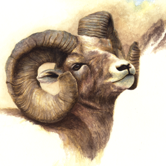 WILDLIFE FINE ART