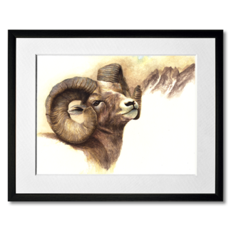 watercolour painting of rocky mountain bighorn sheep
