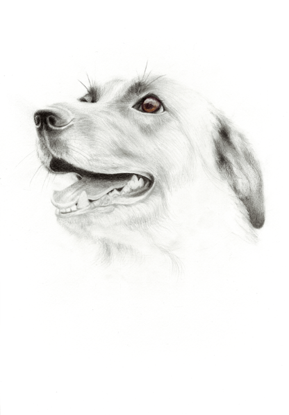 BUCK - Image 2