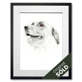 graphite drawing of golden retriever