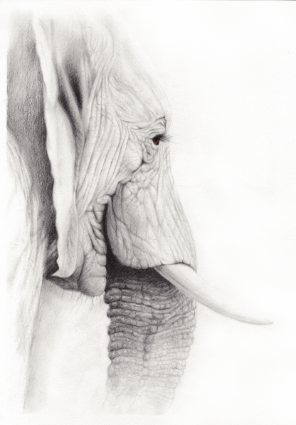 graphite drawing of elephant