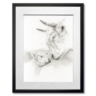 graphite drawing of highland cow and calf