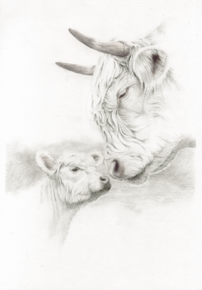 graphite drawing of highland cow and calf