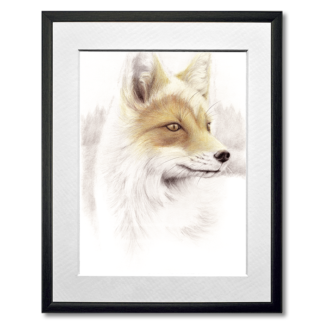 graphite and colored pencil drawing of wild fox