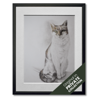 graphite and colored pencil drawing of white cat