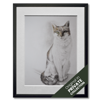 graphite and colored pencil drawing of white cat