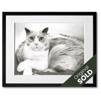 graphite pencil drawing of jdomestic shorthair cat