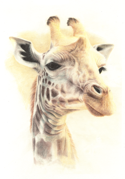 graphite and colored pencil drawing of giraffe