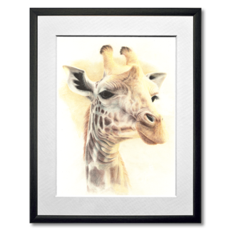 graphite and colored pencil drawing of giraffe