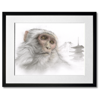 graphite and colored pencil drawing of japanese macaque