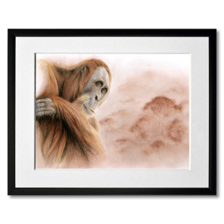 graphite and colored pencil drawing of orangutan