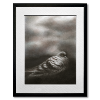 graphite and colored pencil drawing of pigeon