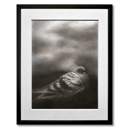 graphite and colored pencil drawing of pigeon