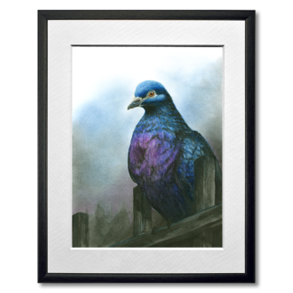 graphite and colored pencil drawing of pigeon