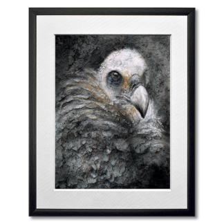 graphite and colored pencil drawing of vulture