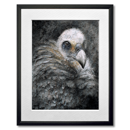 graphite and colored pencil drawing of vulture
