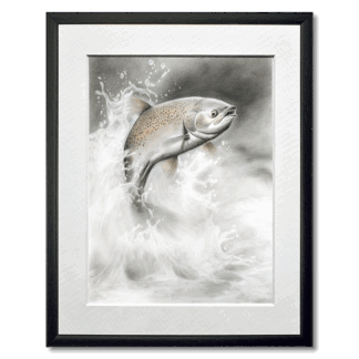 graphite drawing of coho salmon jumping